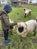 Bezoek aan boer Roy